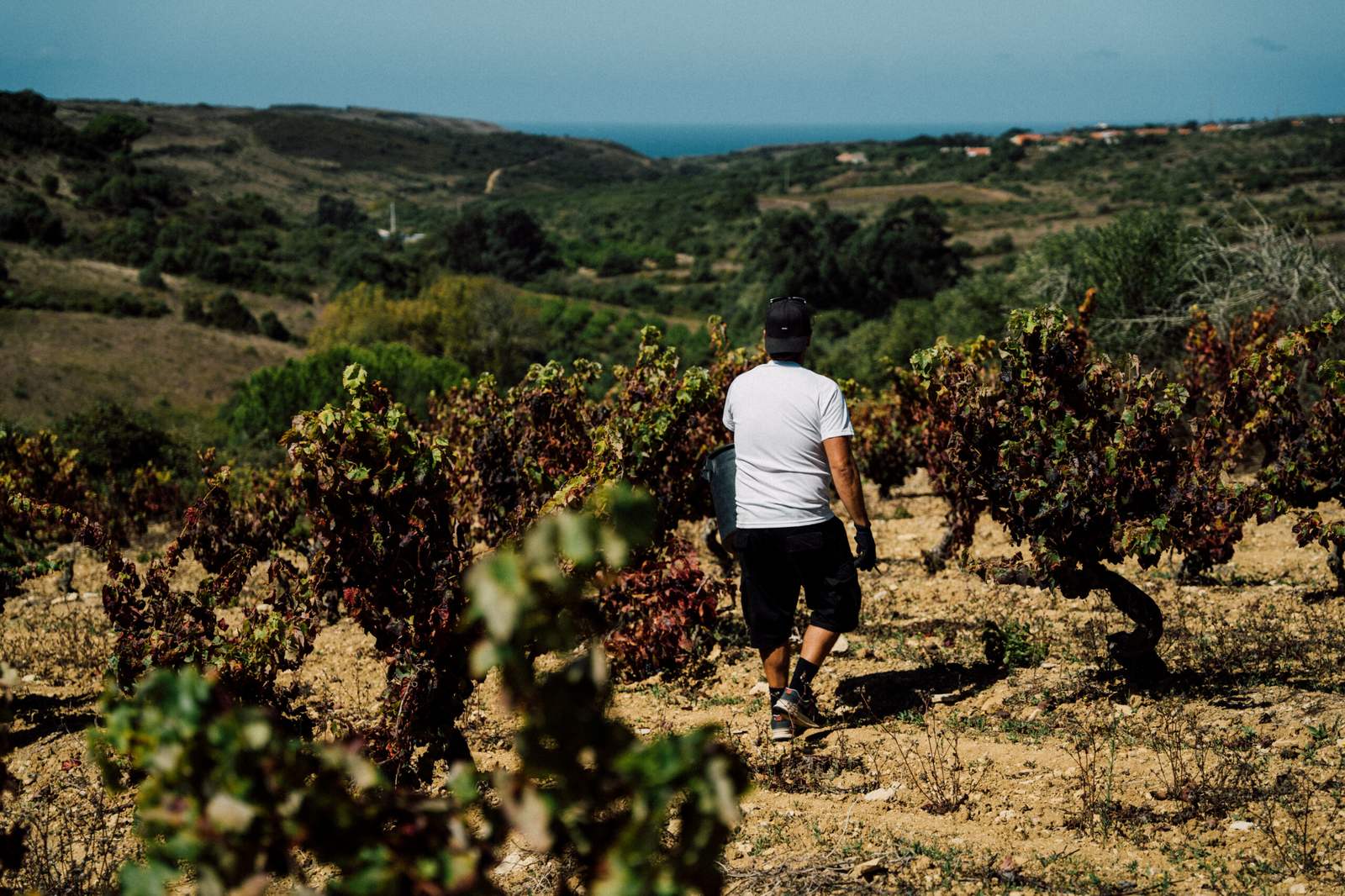 Prova de vinhos na adega da Haja Cortezia