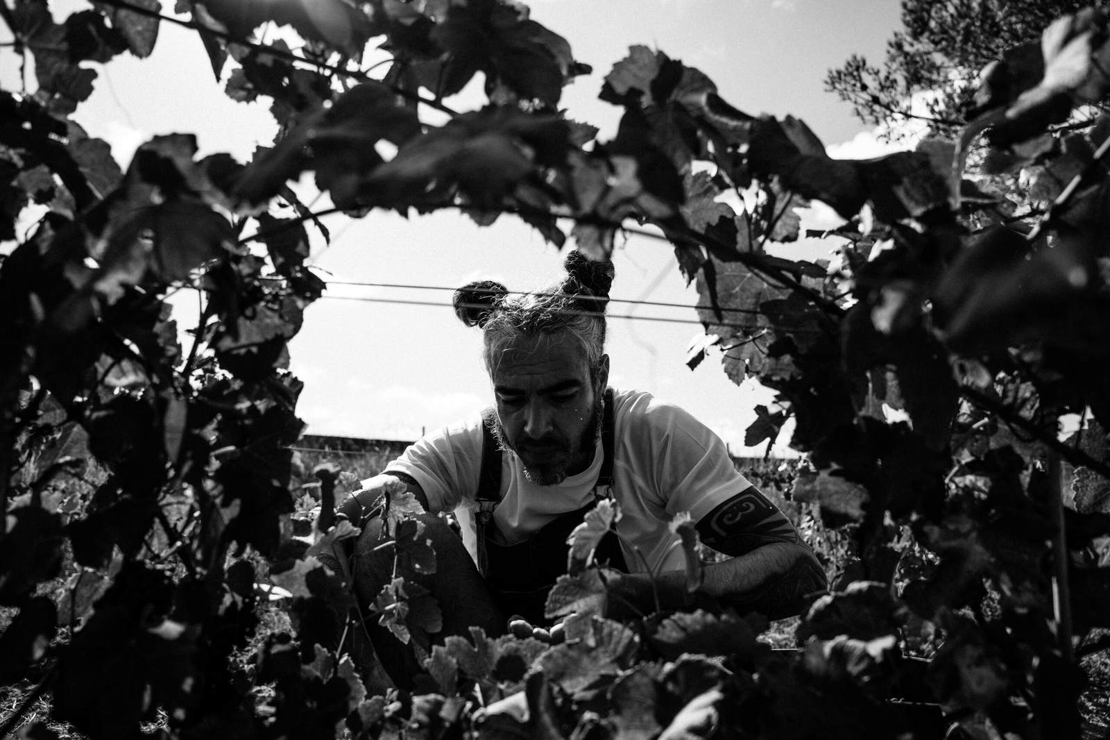 Vinhos da Haja Cortezia